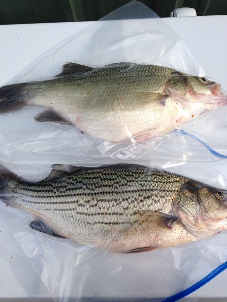 Boyles White Bass Compared To A Hybrid